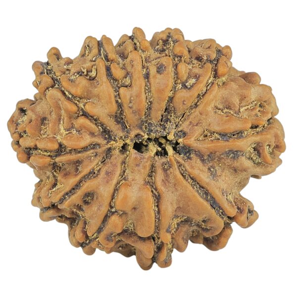 11 Mukhi Rudraksha 25.1mm 3.67gm - Rudraksha back