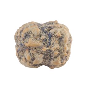 2 Mukhi Rudraksha 21.3mm 2gm - Rudraksha back