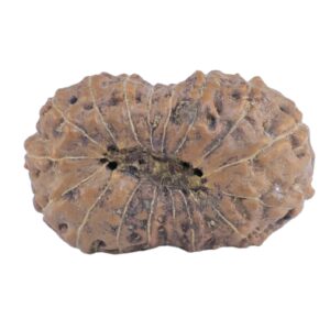 18 Mukhi Rudraksha 19.5mm 1.61gm - Rudraksha back