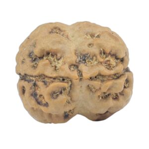 2 Mukhi Rudraksha 18.5mm 2gm - Rudraksha back
