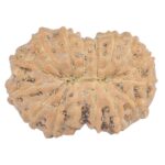 16 Mukhi Rudraksha 17.4mm 1.1gm - Rudraksha back