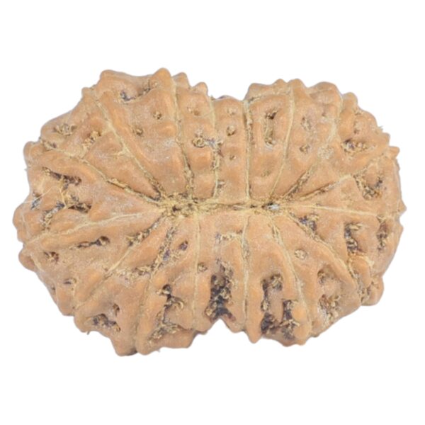 16 Mukhi Rudraksha 17.4mm 1.1gm - Rudraksha back