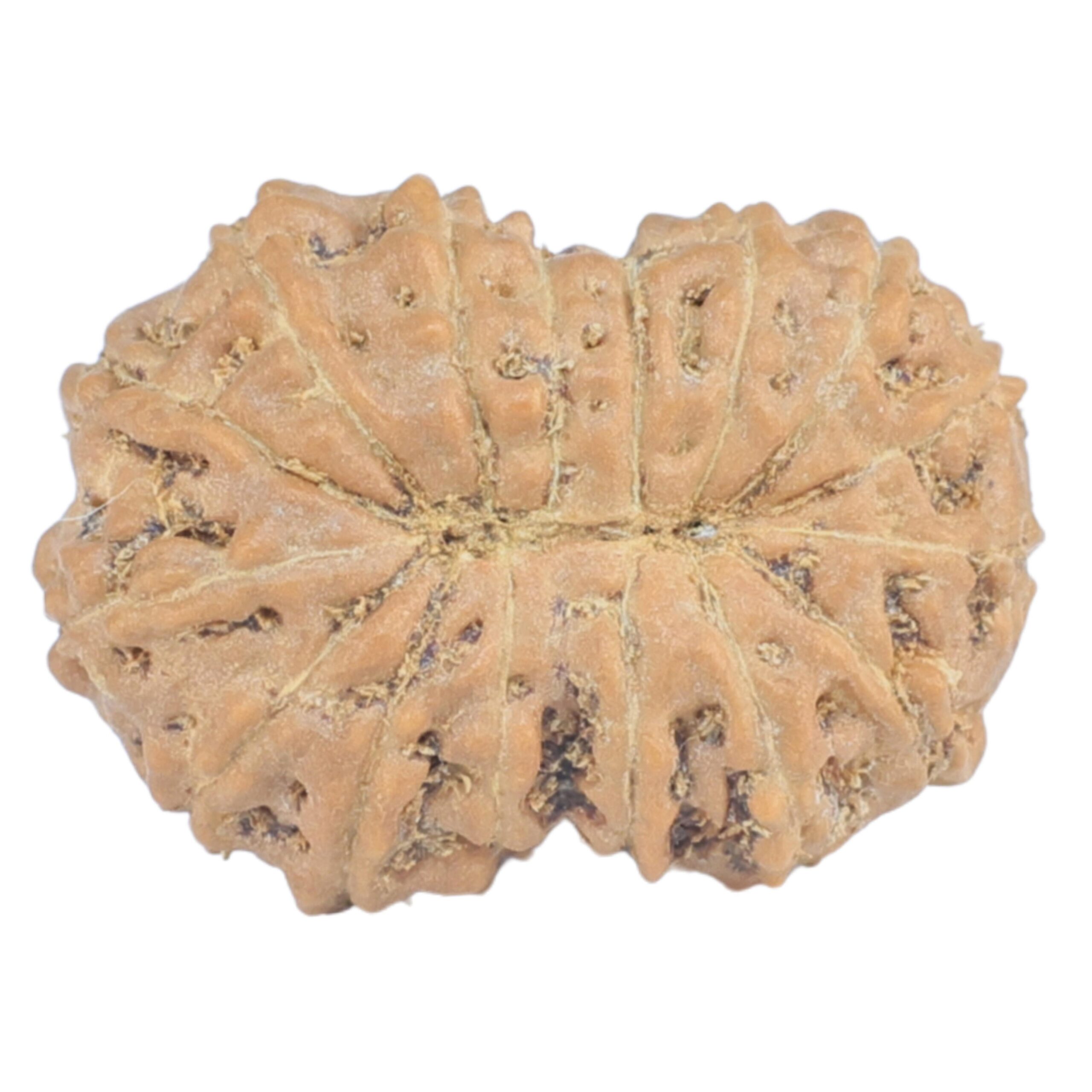 16 Mukhi Rudraksha 17.4mm 1.1gm - Rudraksha back