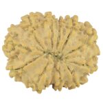 11 Mukhi Rudraksha 22.6mm 2.31gm - Rudraksha back