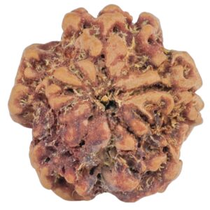 1MK(Underdeveloped) 21.3mm 3gm - Rudraksha back