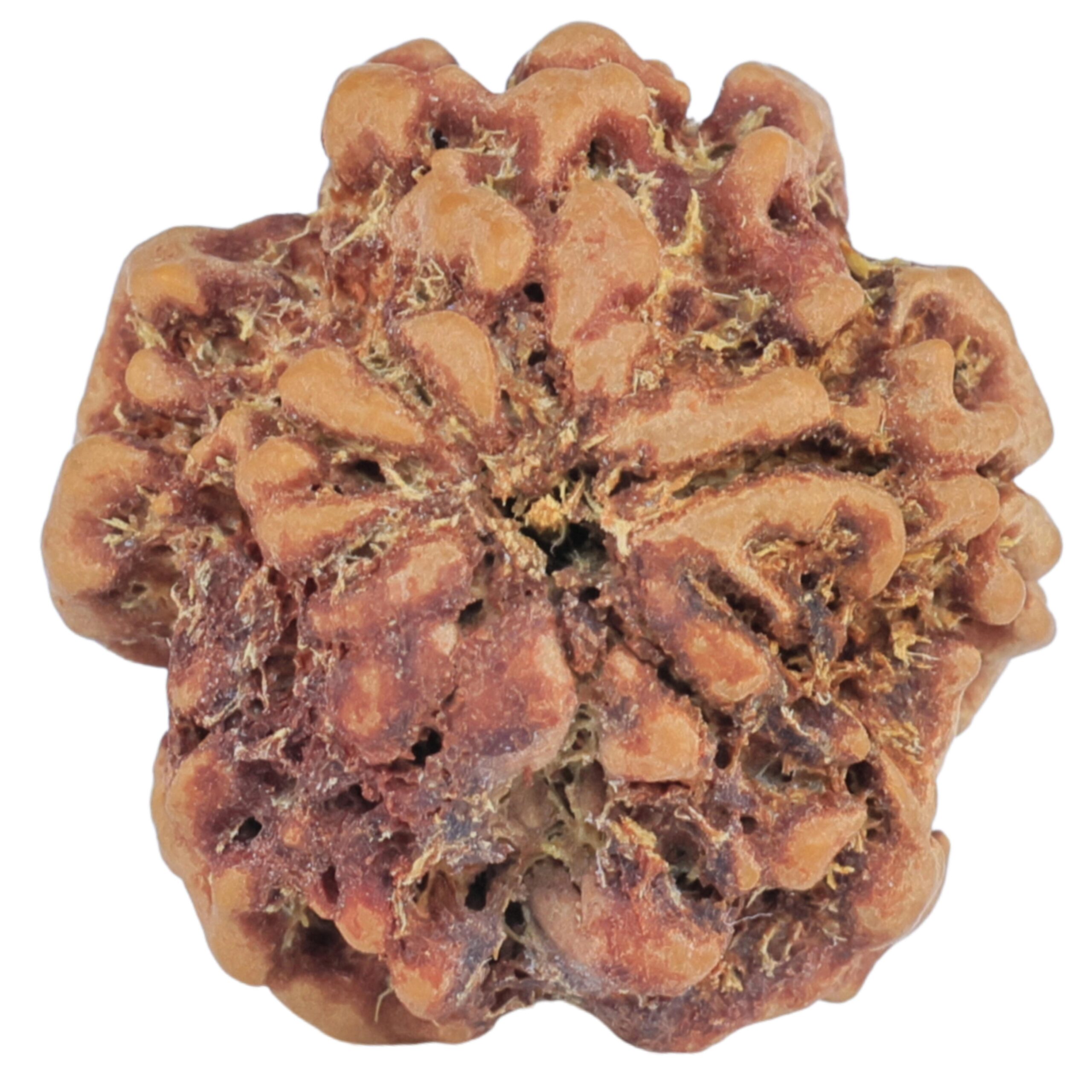 1MK(Underdeveloped) 21.3mm 3gm - Rudraksha back