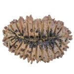 23 Mukhi Rudraksha 33.6mm 6.17gm - Rudraksha back