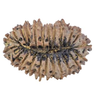 23 Mukhi Rudraksha 33.6mm 6.17gm - Rudraksha back