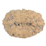 17 Mukhi Rudraksha 16.7mm 0.86gm - Rudraksha back