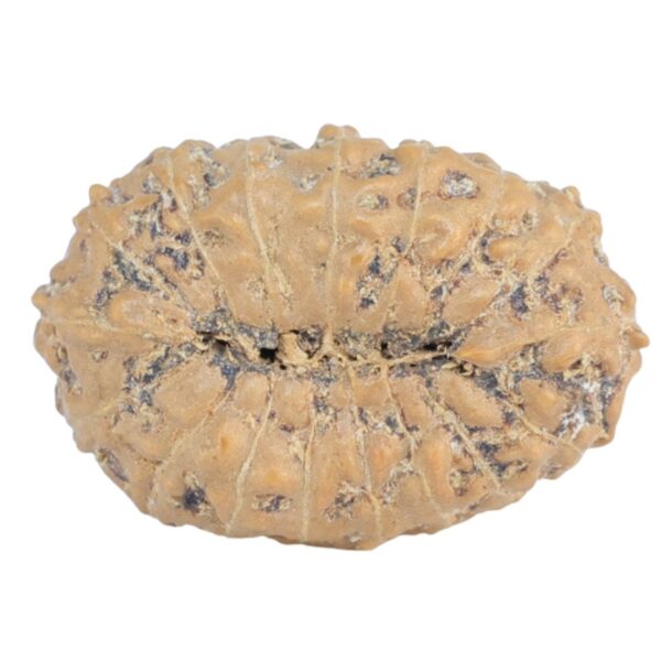 17 Mukhi Rudraksha 16.7mm 0.86gm - Rudraksha back