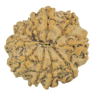 10 Mukhi Rudraksha 22.4mm 3gm - Rudraksha back