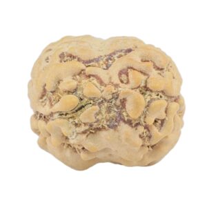 2 Mukhi Rudraksha 22.5mm 2.26gm - Rudraksha back