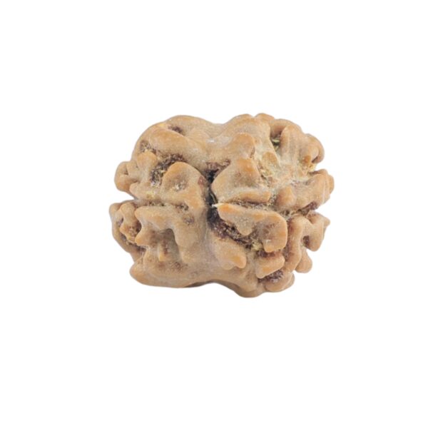 2 Mukhi Rudraksha 17.1mm 1.08gm - Rudraksha back