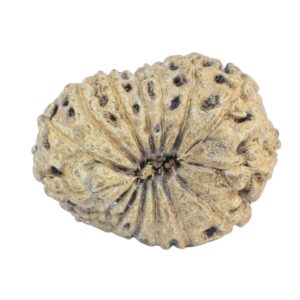 15 Mukhi Rudraksha 19.3mm 1.84gm - Rudraksha back