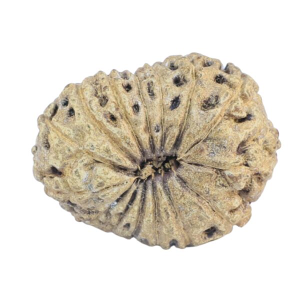15 Mukhi Rudraksha 19.3mm 1.84gm - Rudraksha back