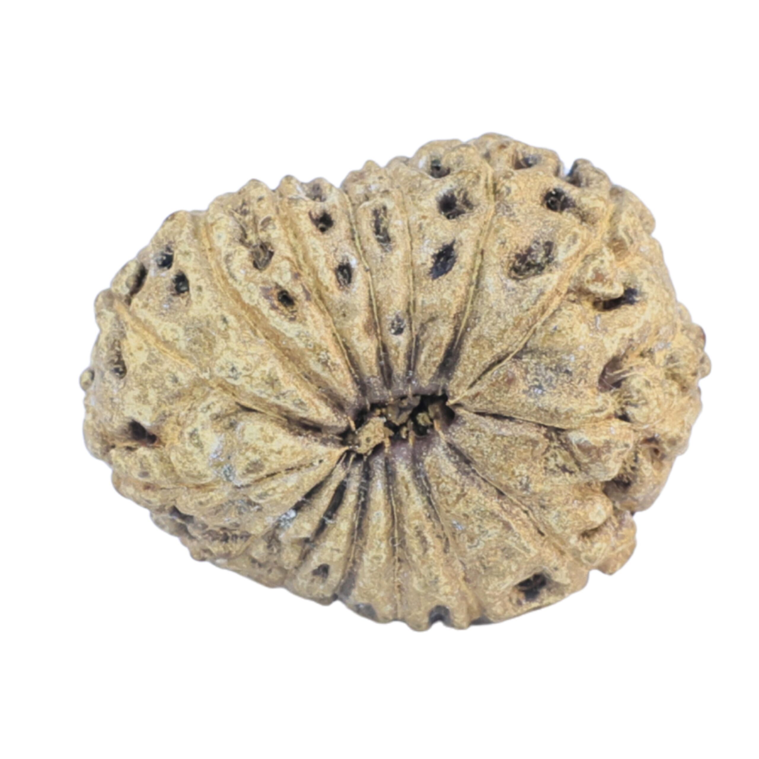 15 Mukhi Rudraksha 19.3mm 1.84gm - Rudraksha back