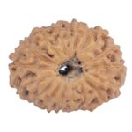 16 Mukhi Rudraksha 20mm 1.73gm - Rudraksha back