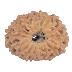 16 Mukhi Rudraksha 20mm 1.73gm - Rudraksha back