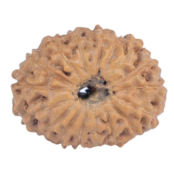 16 Mukhi Rudraksha 20mm 1.73gm - Rudraksha back