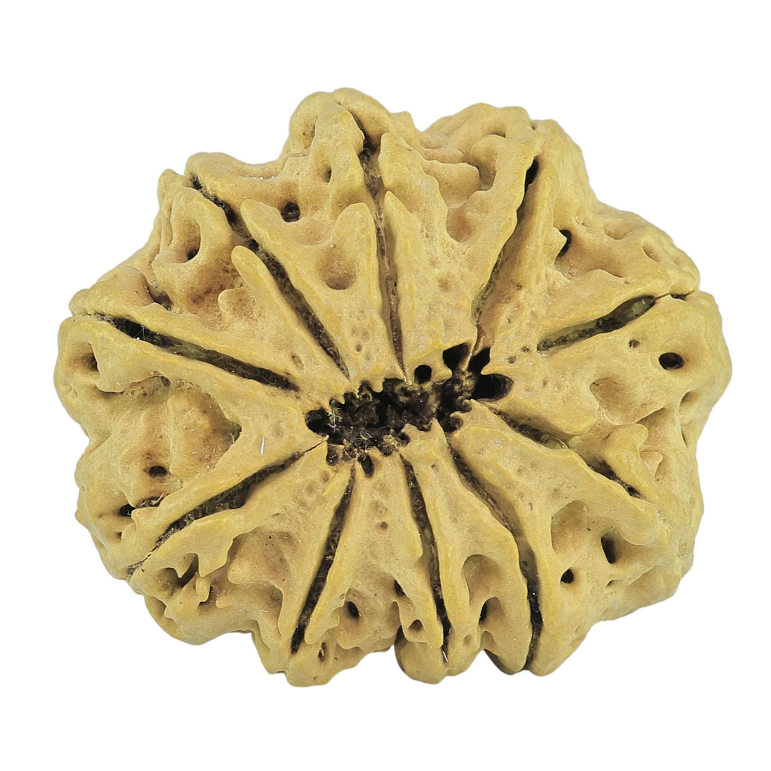 10 Mukhi Rudraksha 33.3mm 6.79gm - Rudraksha back
