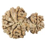 14 Mukhi Garbh Gauri 27.8mm 4.46gm - Rudraksha back
