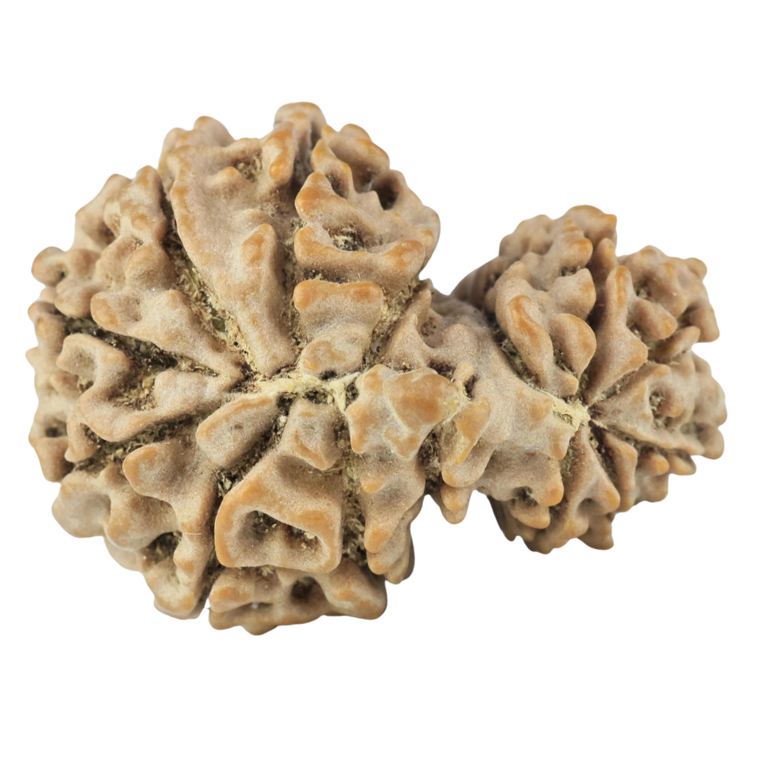 14 Mukhi Garbh Gauri 27.8mm 4.46gm - Rudraksha back