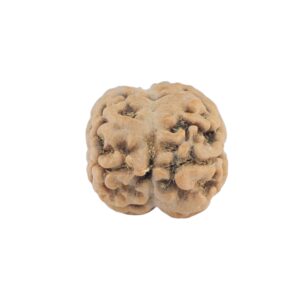 2 Mukhi Rudraksha 20.2mm 1.3gm - Rudraksha back