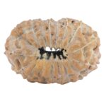 17 Mukhi Rudraksha 20mm 1.67gm - Rudraksha back