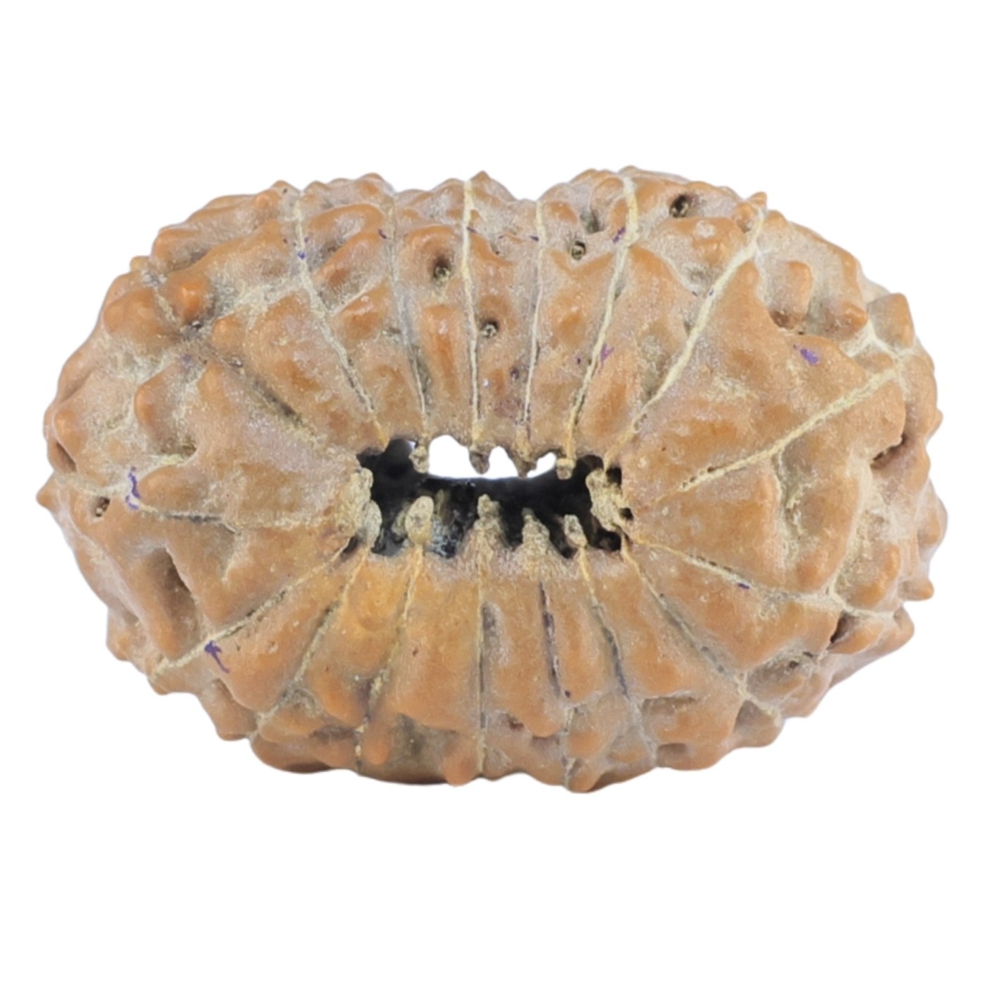 17 Mukhi Rudraksha 20mm 1.67gm - Rudraksha back