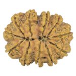 11 Mukhi Rudraksha 29.4mm 3.93gm - Rudraksha back