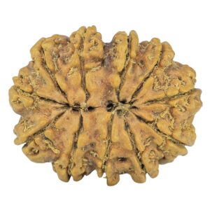 11 Mukhi Rudraksha 29.4mm 3.93gm - Rudraksha back