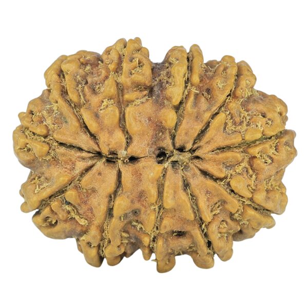 11 Mukhi Rudraksha 29.4mm 3.93gm - Rudraksha back