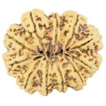 11 Mukhi Rudraksha 37.8mm 10.41gm - Rudraksha back