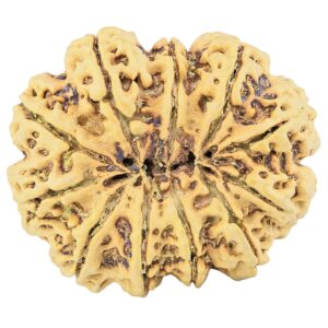 11 Mukhi Rudraksha 37.8mm 10.41gm - Rudraksha back