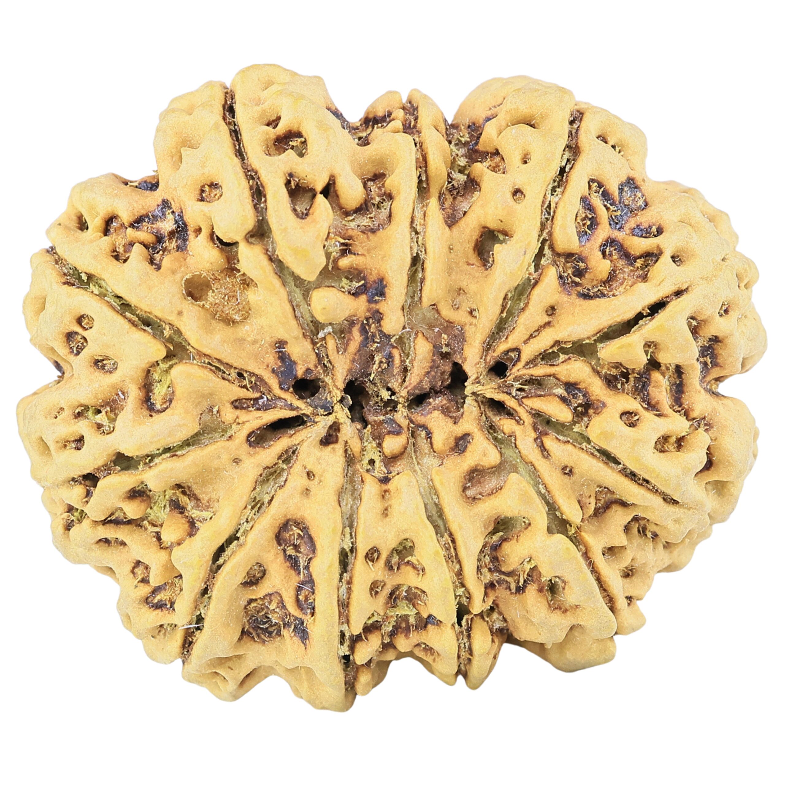 11 Mukhi Rudraksha 37.8mm 10.41gm - Rudraksha back