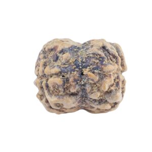 2 Mukhi Rudraksha 22.7mm 1.84gm - Rudraksha back