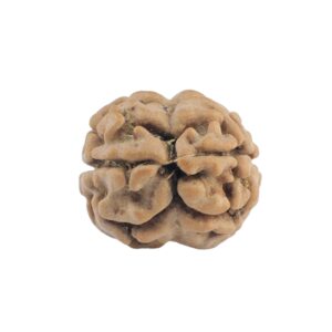 2 Mukhi Rudraksha 19.8mm 1.33gm - Rudraksha back