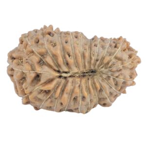 21 Mukhi Rudraksha 20.8mm 1.62gm - Origin: Indonesia - Rudraksha back