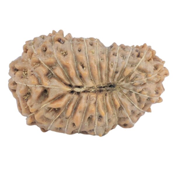 21 Mukhi Rudraksha 20.8mm 1.62gm - Origin: Indonesia - Rudraksha back