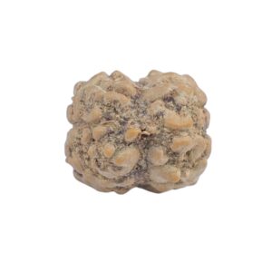 2 Mukhi Rudraksha 19.3mm 1.42gm - Rudraksha back
