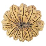 12 Mukhi Rudraksha 44.2mm 12.37gm - Rudraksha back