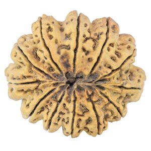 12 Mukhi Rudraksha 44.2mm 12.37gm - Rudraksha back
