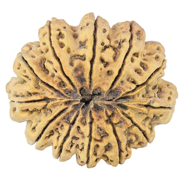 12 Mukhi Rudraksha 44.2mm 12.37gm - Rudraksha back