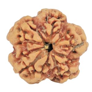 1MK(Underdeveloped) 22.1mm 3.57gm - Rudraksha back