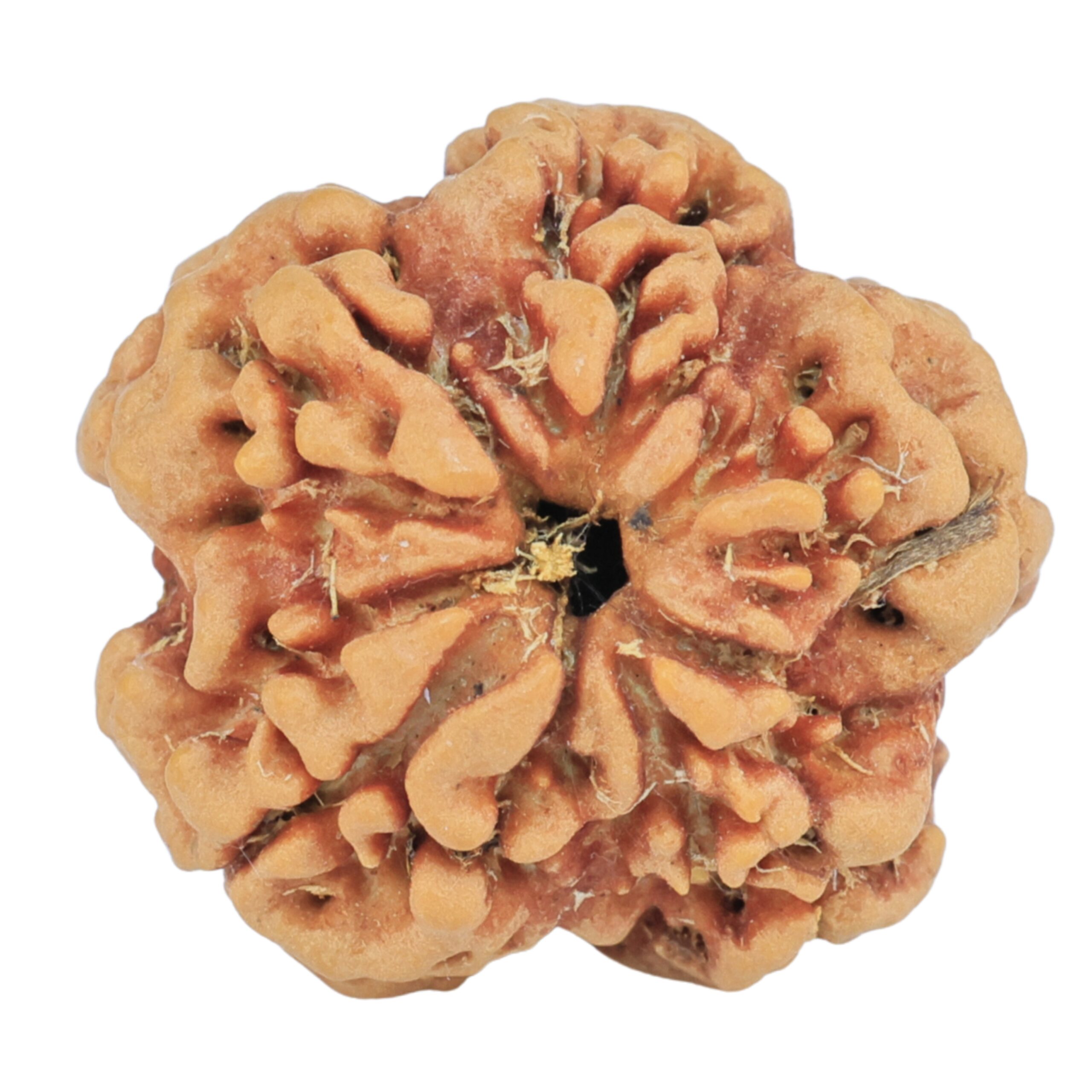 1MK(Underdeveloped) 22.1mm 3.57gm - Rudraksha back