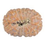 16 Mukhi Rudraksha 20.5mm 2.06gm - Rudraksha back