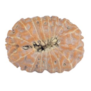 16 Mukhi Rudraksha 20.5mm 2.06gm - Rudraksha back