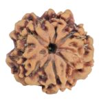 1MK(Underdeveloped) 22.1mm 3.52gm - Rudraksha back