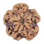 1MK(Underdeveloped) 23.3mm 3.94gm - Rudraksha back