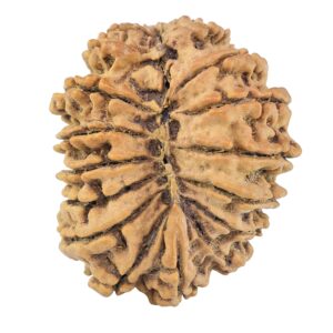21 Mukhi Garbhgauri 30.1mm 4.65gm - Rudraksha back